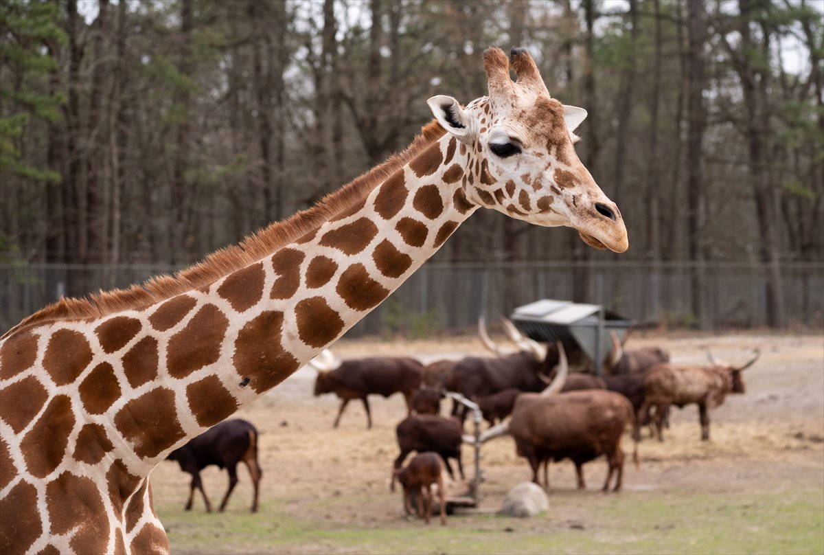 ABD’de safari parkı kapılarını açtı: Bebek zürafa ilgi odağı oldu