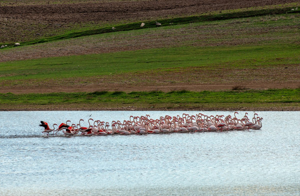 Ankara'da Mogan Gölü’nde flamingo şöleni