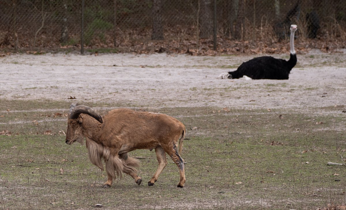ABD’de safari parkı kapılarını açtı: Bebek zürafa ilgi odağı oldu