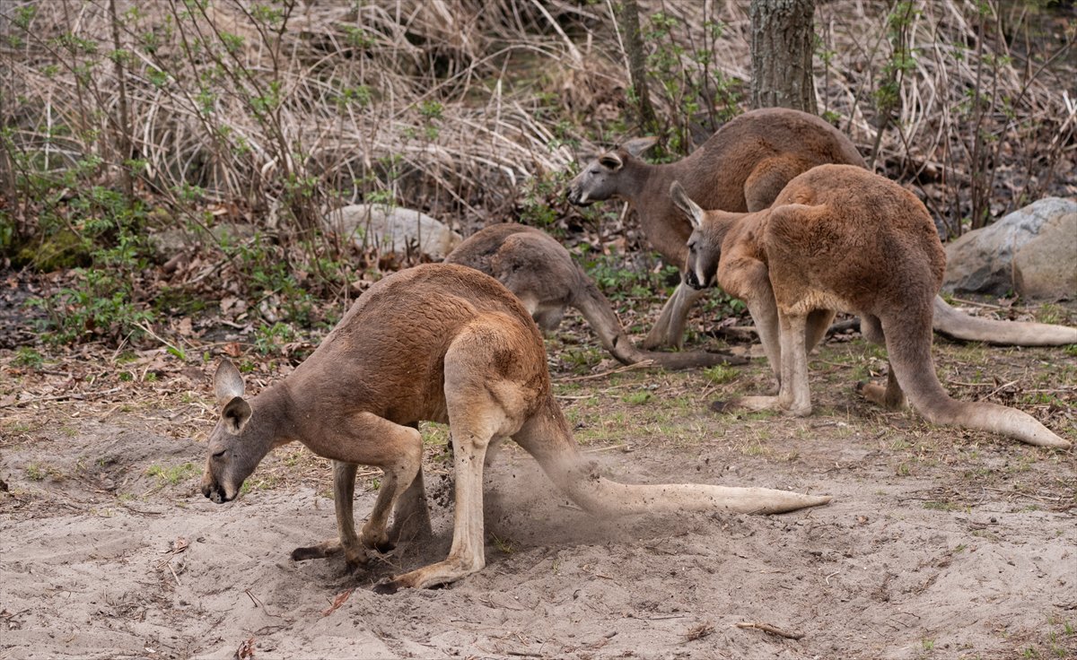 ABD’de safari parkı kapılarını açtı: Bebek zürafa ilgi odağı oldu