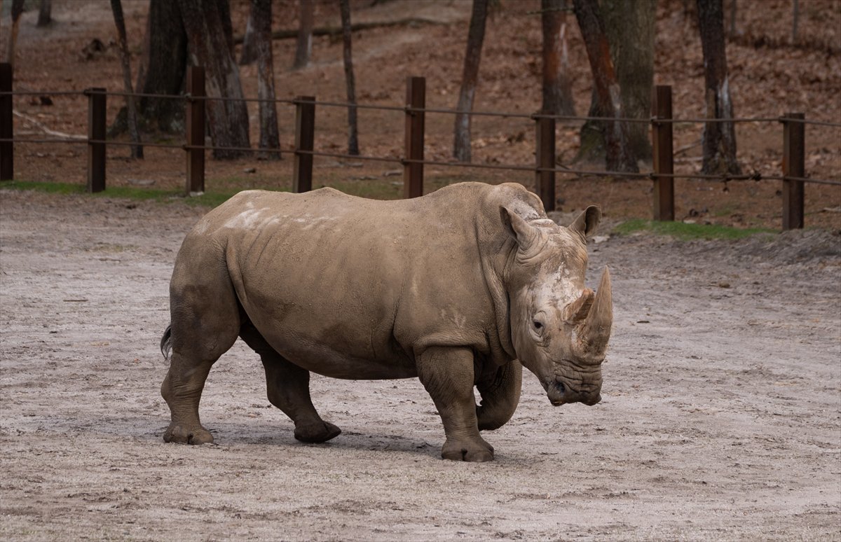 ABD’de safari parkı kapılarını açtı: Bebek zürafa ilgi odağı oldu