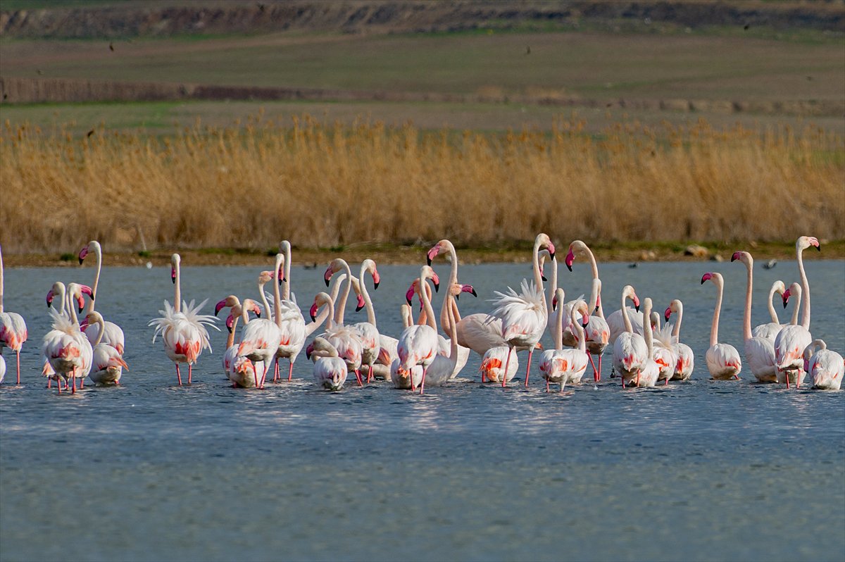 Ankara'da Mogan Gölü’nde flamingo şöleni