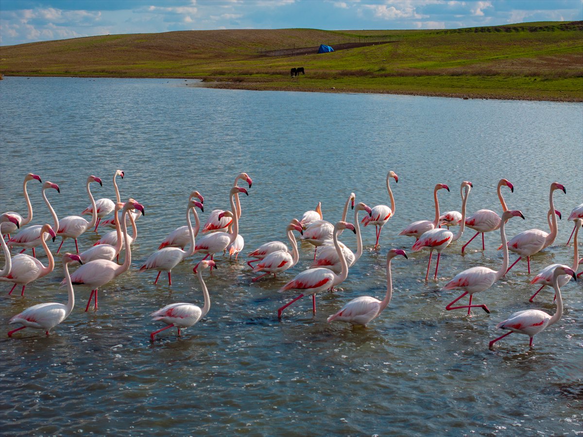 Ankara'da Mogan Gölü’nde flamingo şöleni