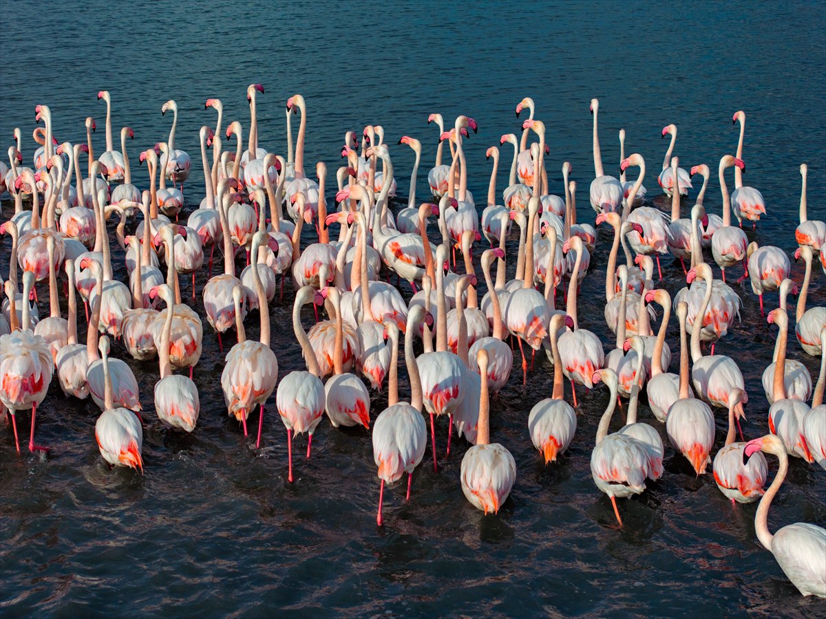 Ankara'da Mogan Gölü’nde flamingo şöleni