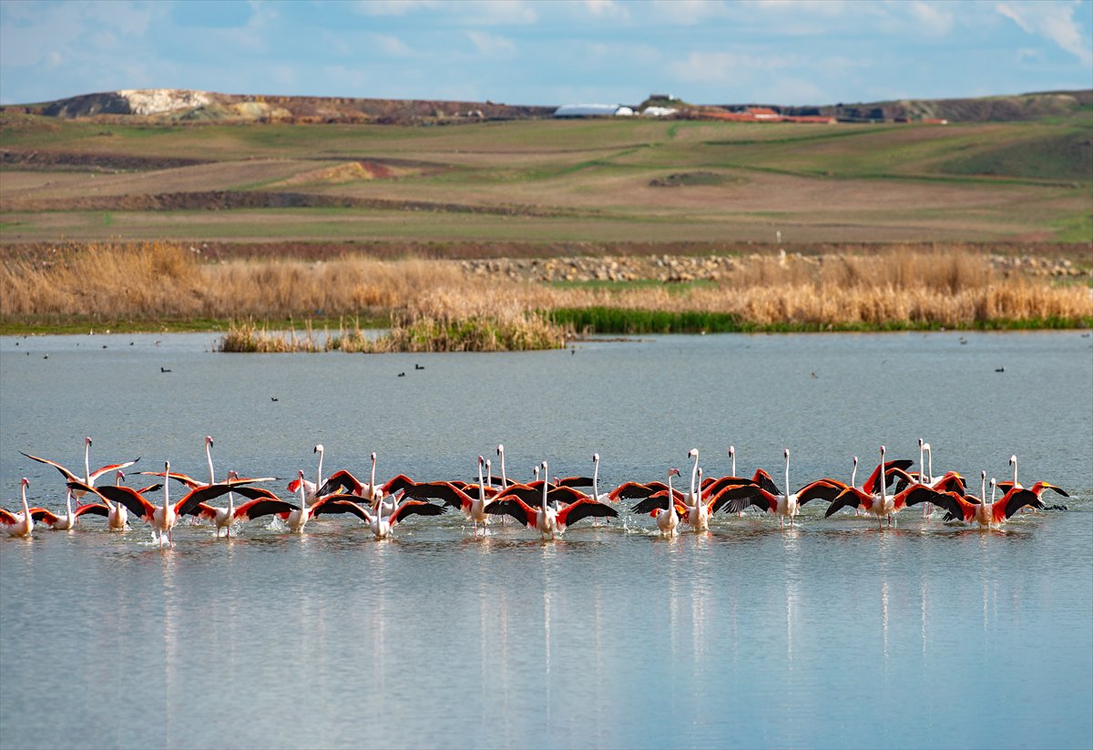 Ankara'da Mogan Gölü’nde flamingo şöleni