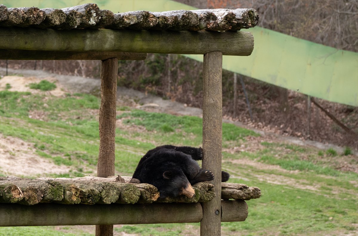 ABD’de safari parkı kapılarını açtı: Bebek zürafa ilgi odağı oldu