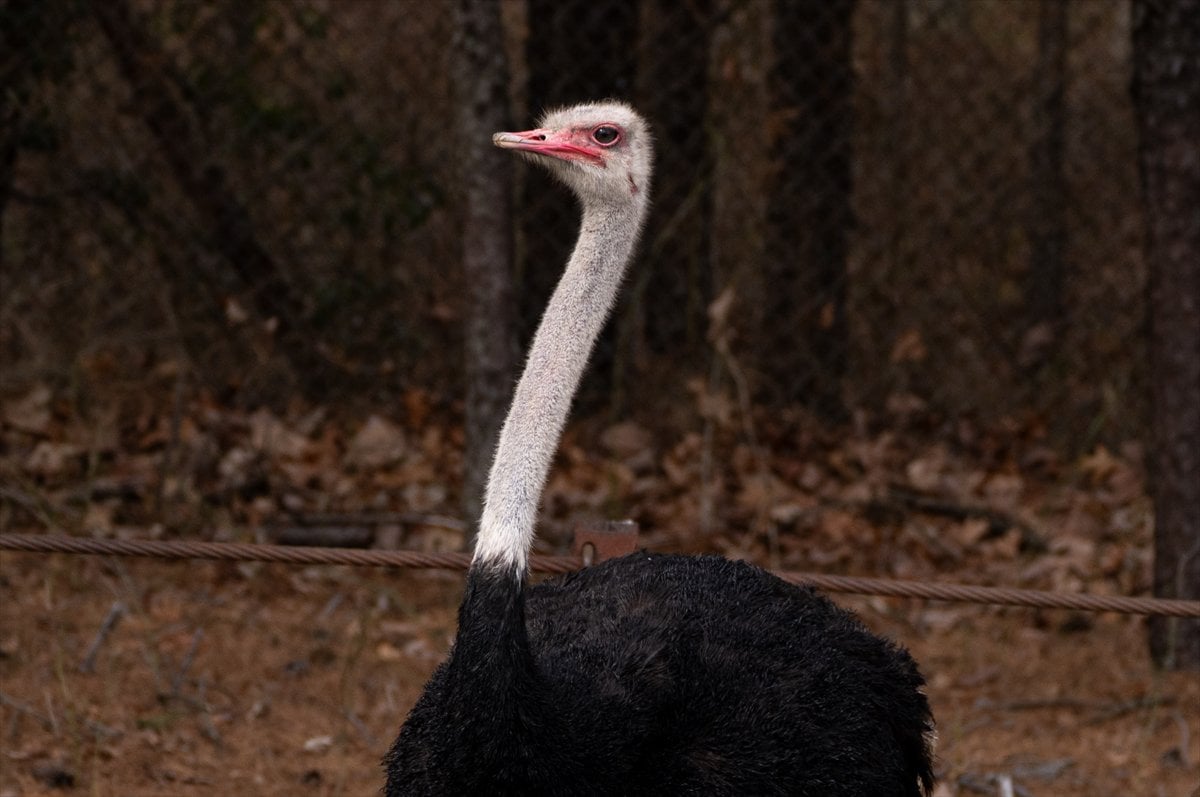 ABD’de safari parkı kapılarını açtı: Bebek zürafa ilgi odağı oldu