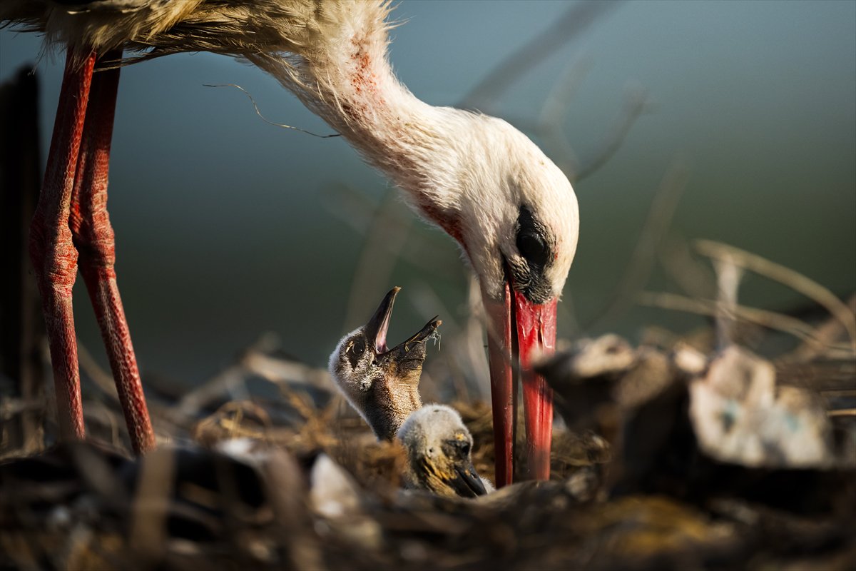 Yaren Leylek yavrularına annelik yapıyor