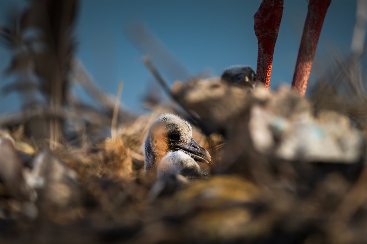 Yaren Leylek yavrularına annelik yapıyor