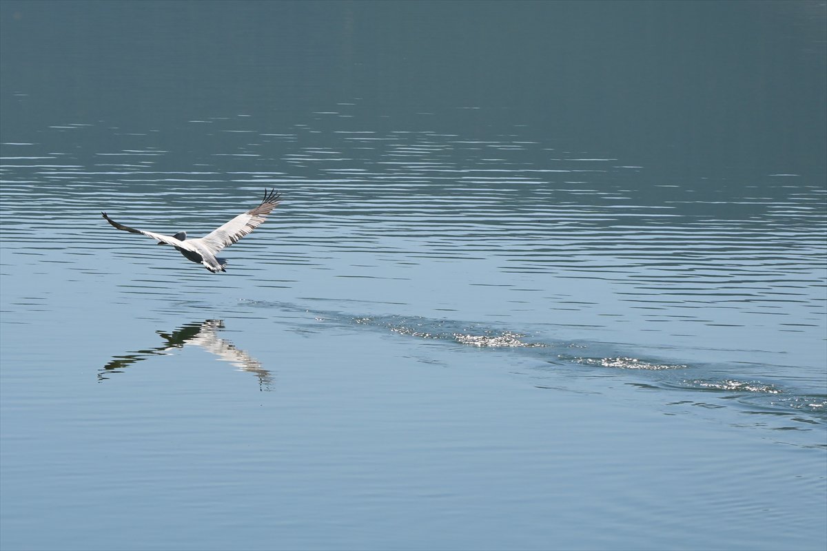 Manisa'daki lav kalıntıları göçmen kuşlarla canlandı