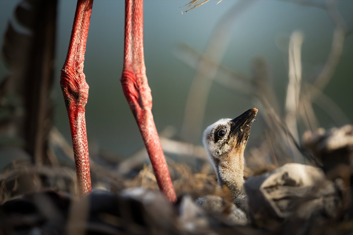Yaren Leylek yavrularına annelik yapıyor