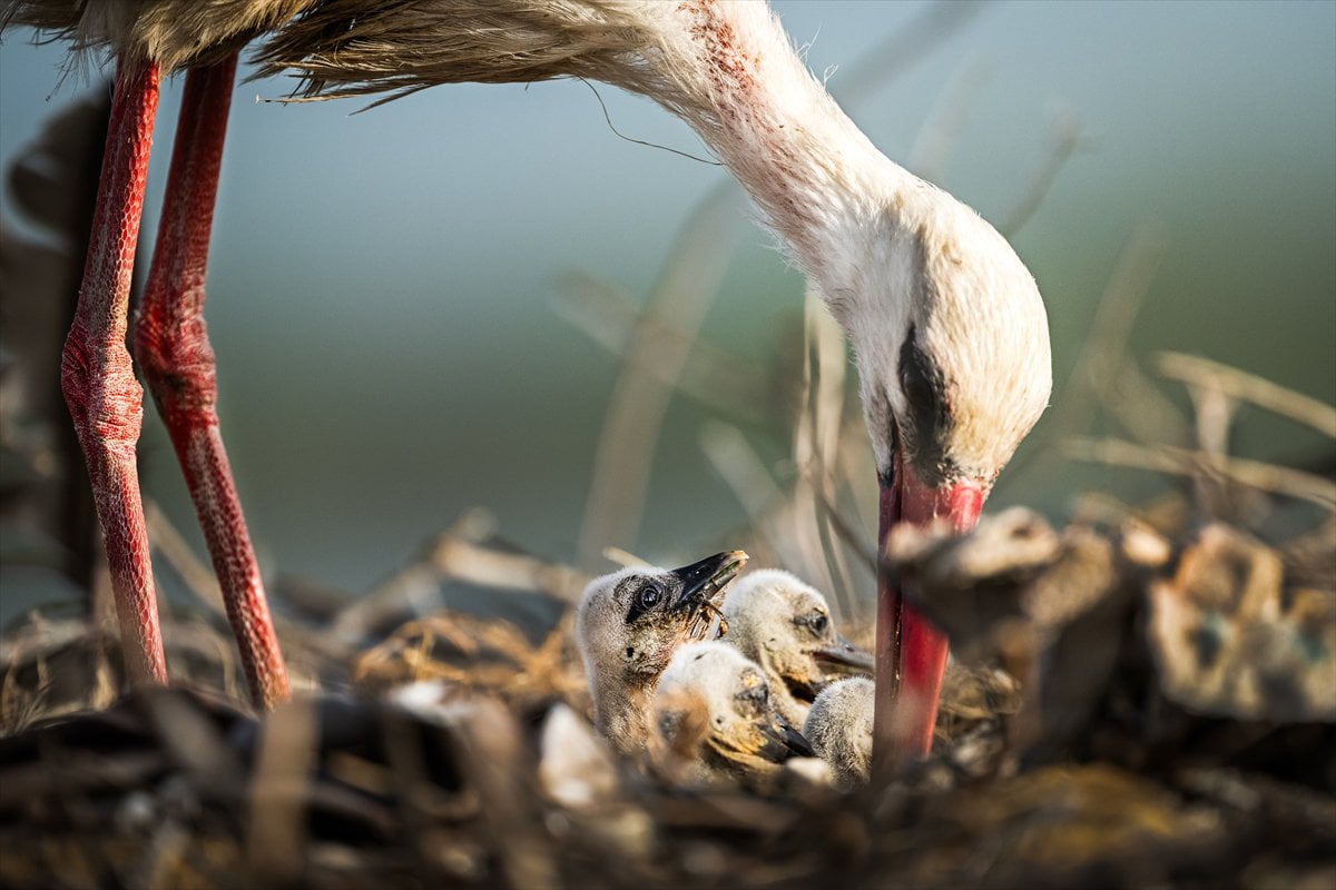 Yaren Leylek yavrularına annelik yapıyor