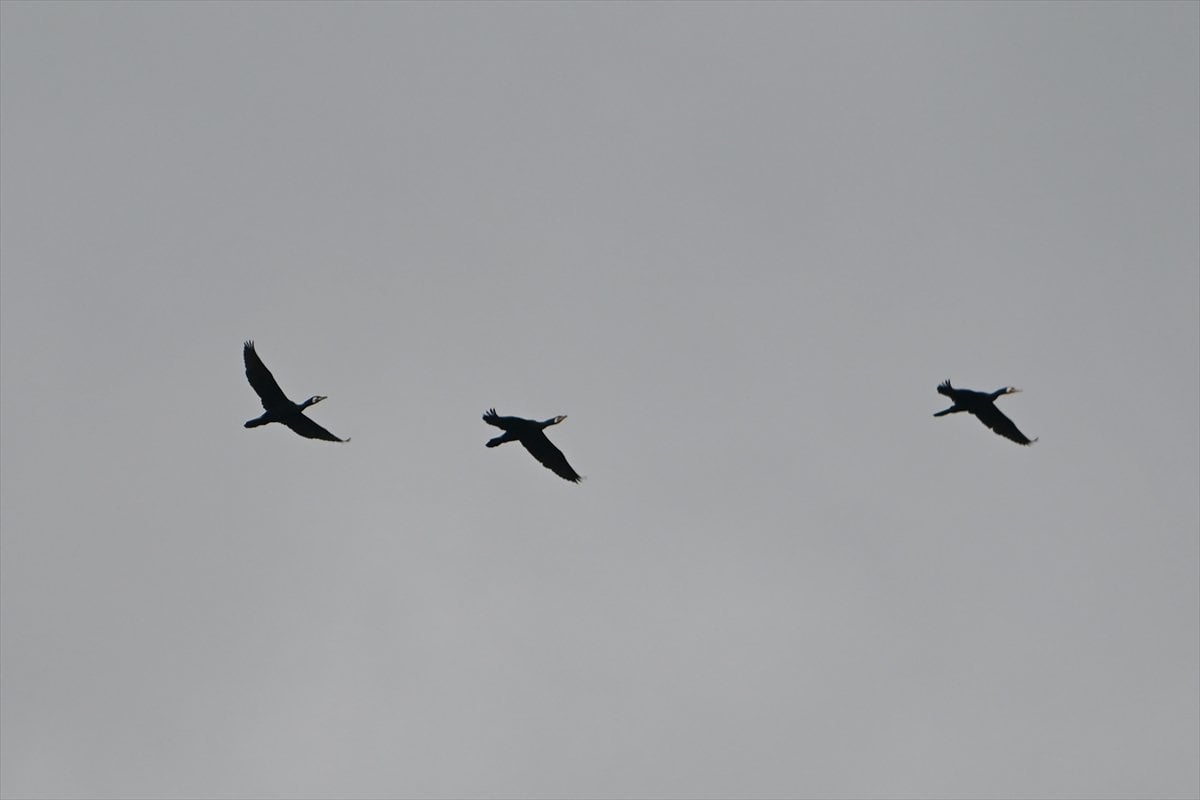 Manisa'daki lav kalıntıları göçmen kuşlarla canlandı