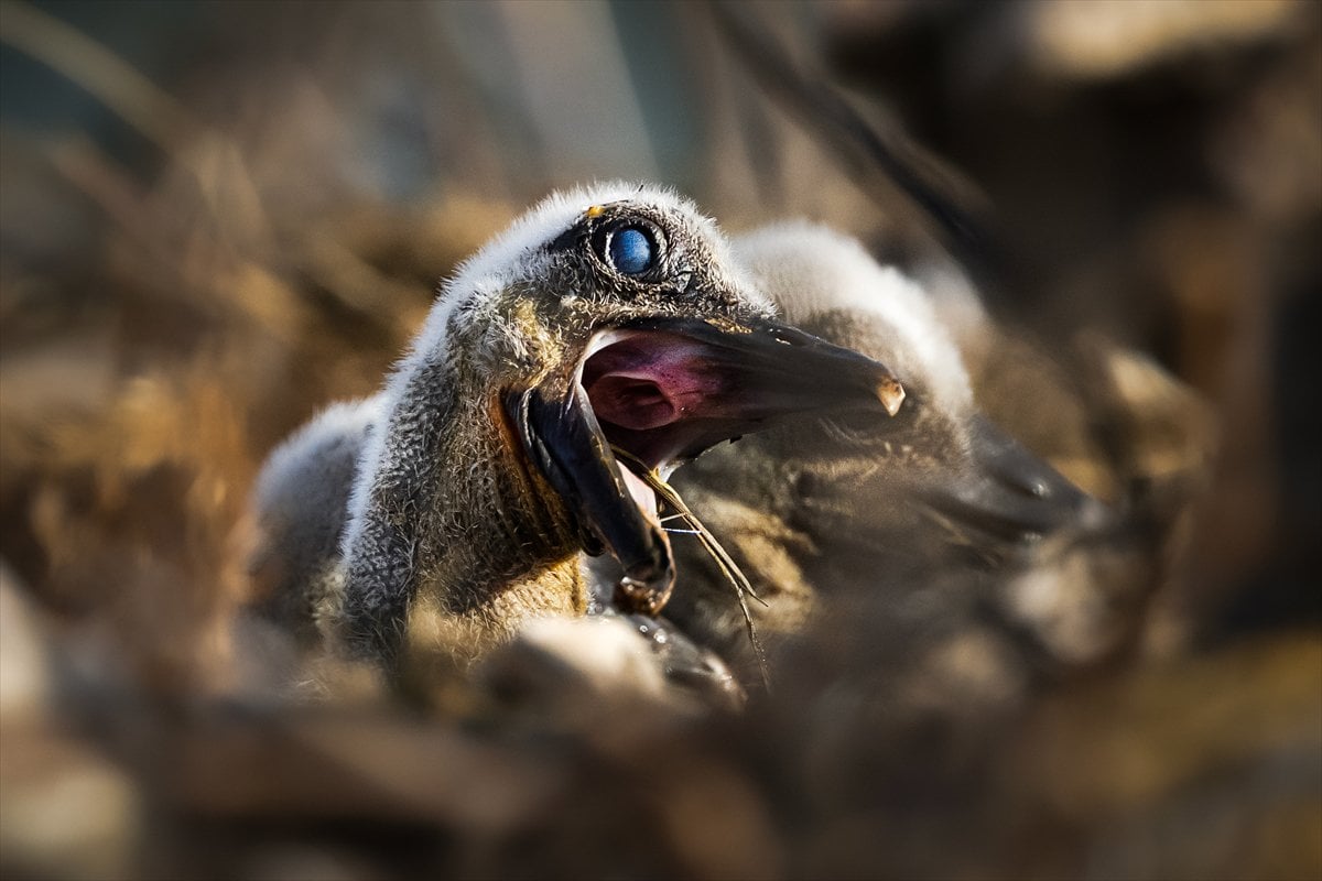 Yaren Leylek yavrularına annelik yapıyor