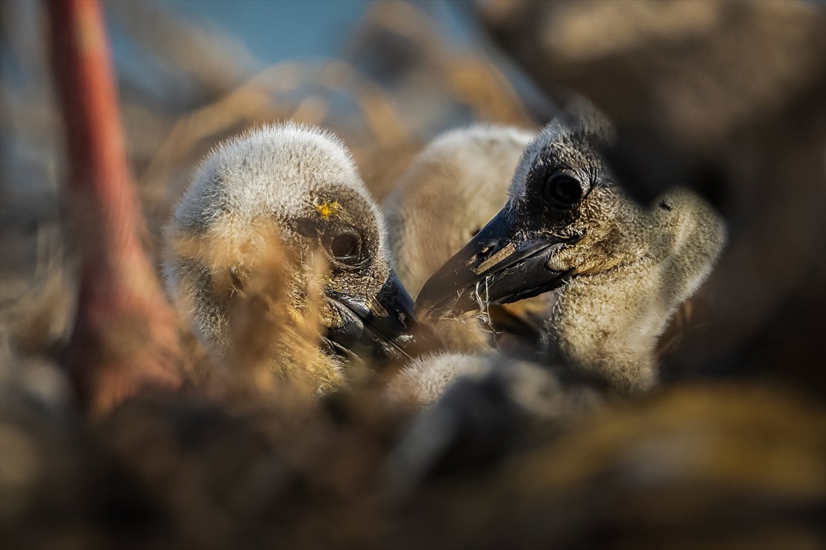 Yaren Leylek yavrularına annelik yapıyor