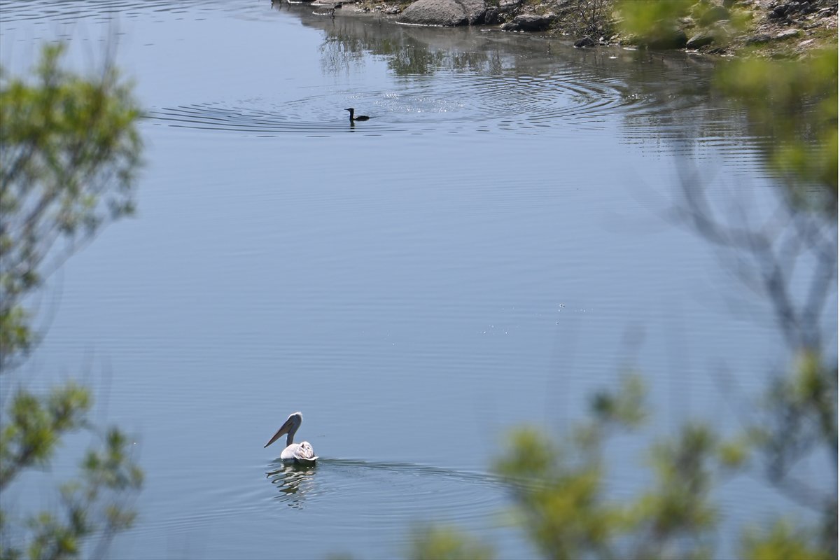Manisa'daki lav kalıntıları göçmen kuşlarla canlandı