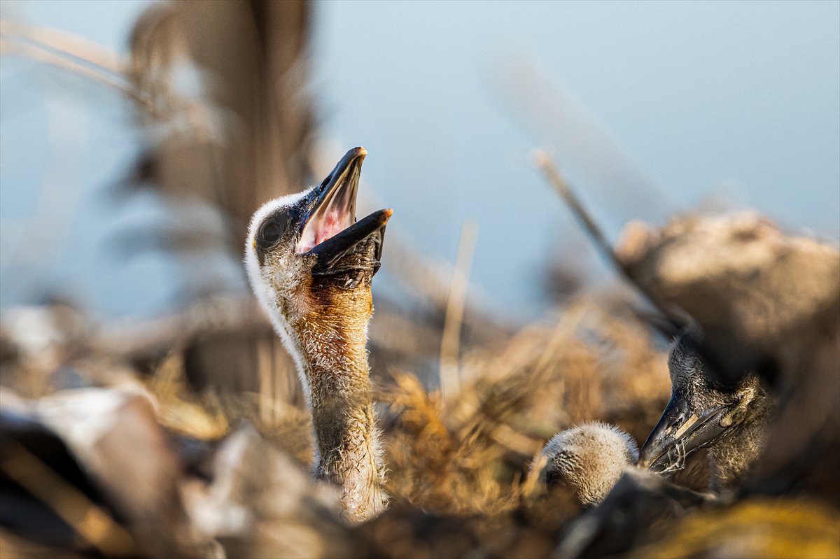 Yaren Leylek yavrularına annelik yapıyor