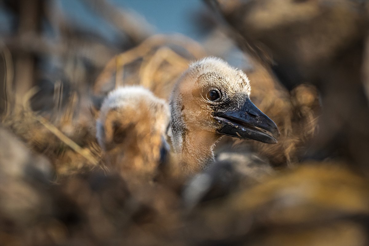 Yaren Leylek yavrularına annelik yapıyor