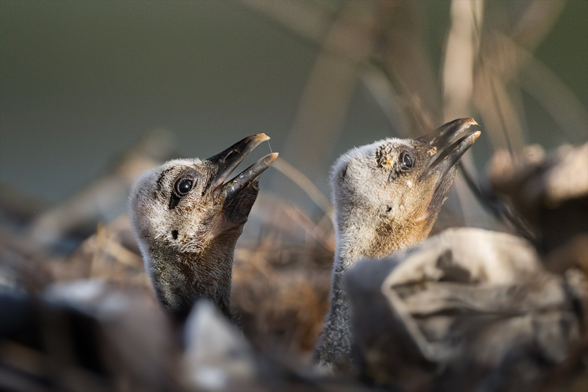 Yaren Leylek yavrularına annelik yapıyor