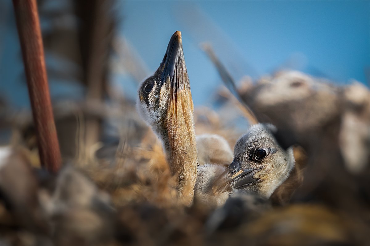 Yaren Leylek yavrularına annelik yapıyor