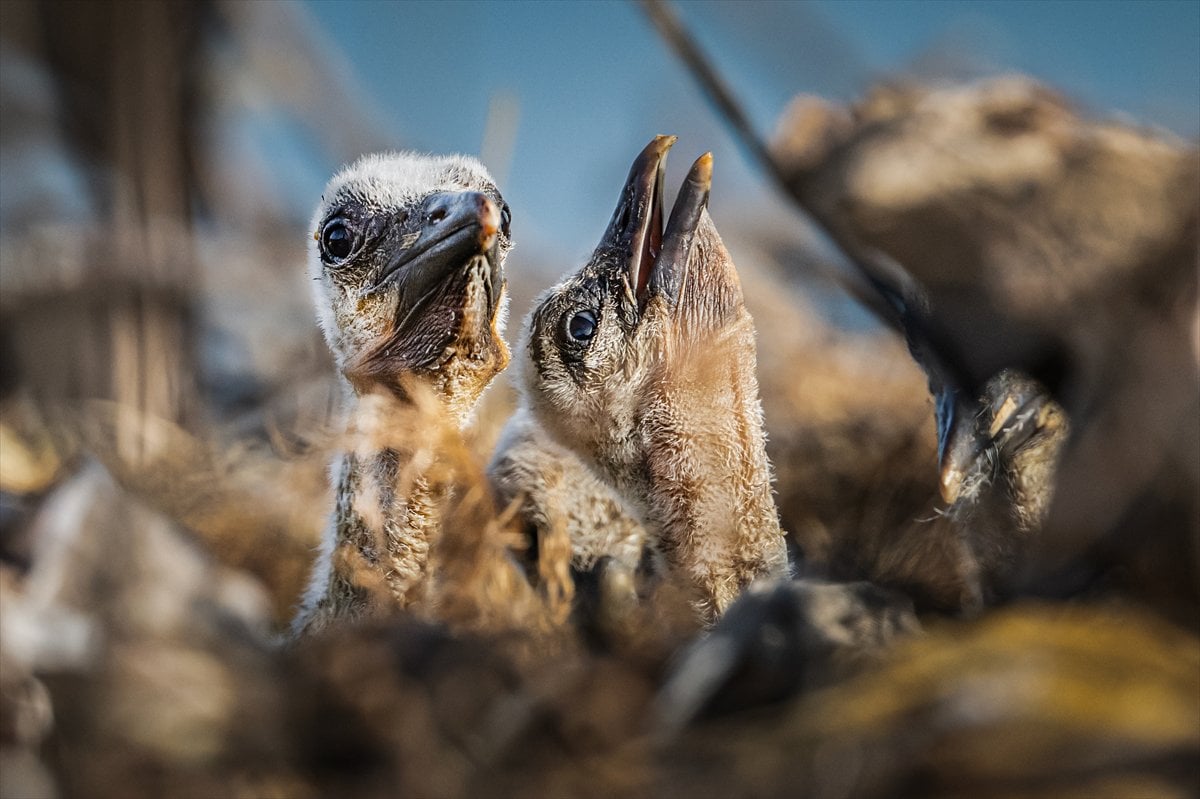Yaren Leylek yavrularına annelik yapıyor
