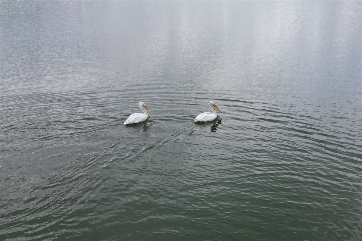 Manisa'daki lav kalıntıları göçmen kuşlarla canlandı