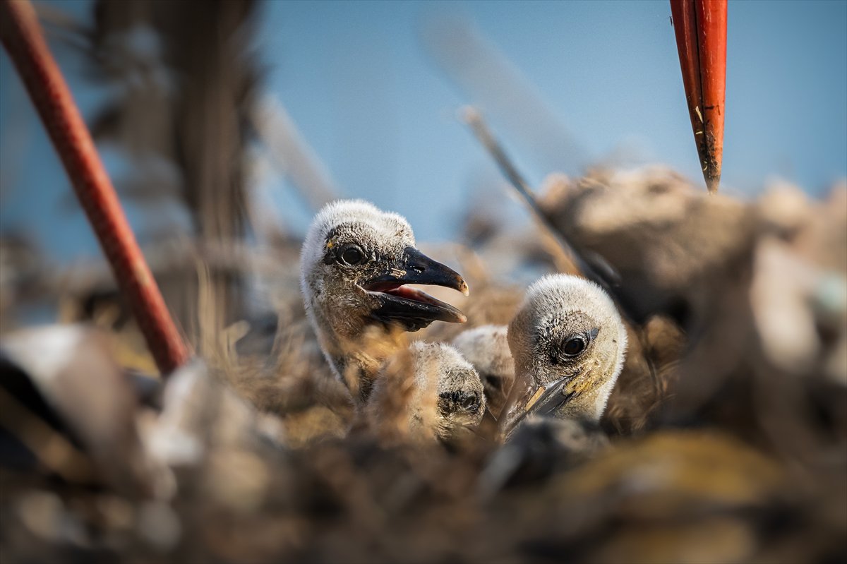 Yaren Leylek yavrularına annelik yapıyor