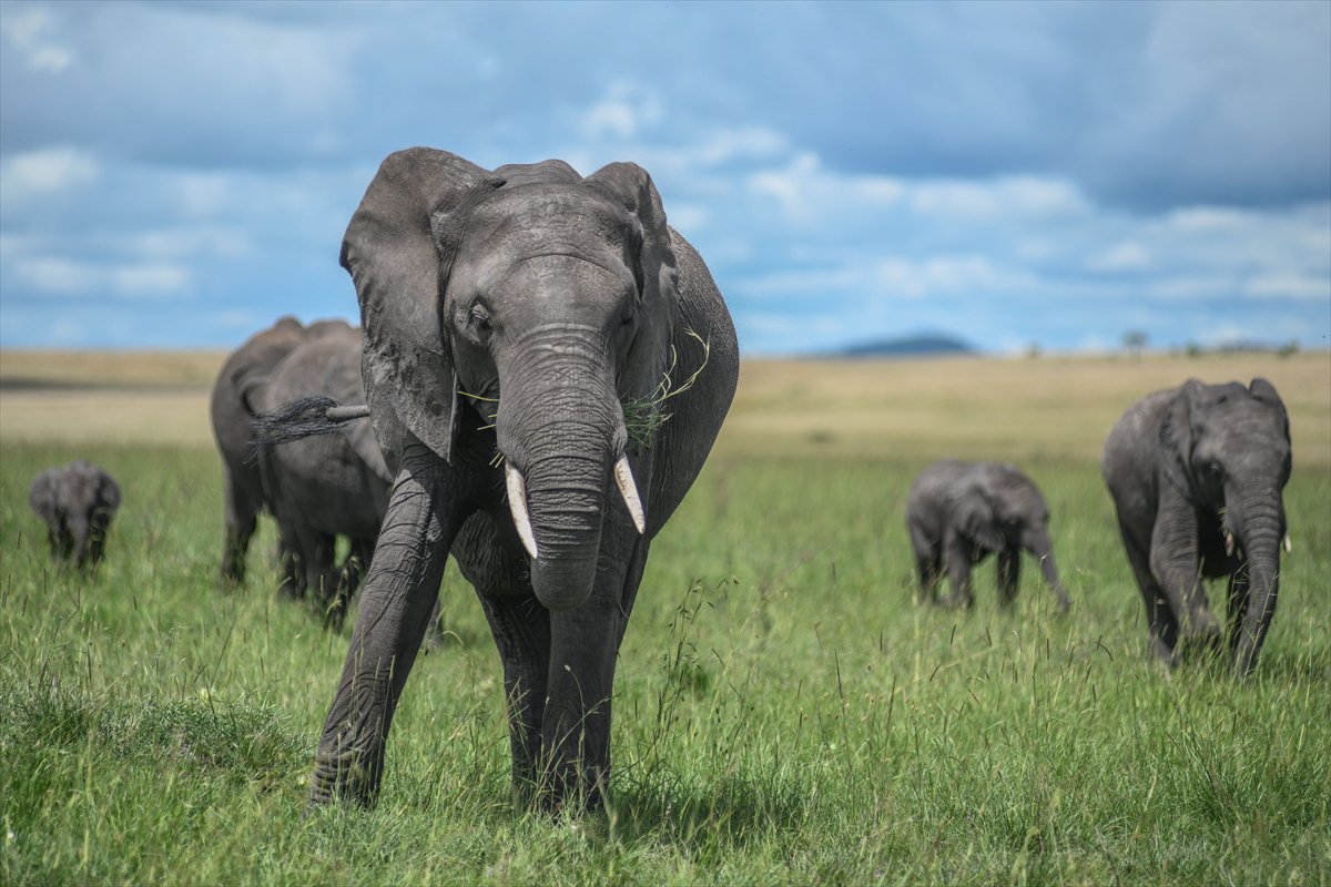 Kenya'daki Maasai Mara doğal yaşam alanına göç başladı