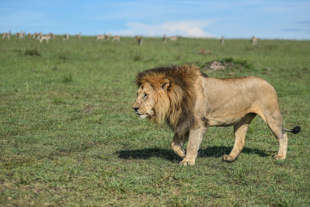 Kenya'daki Maasai Mara doğal yaşam alanına göç başladı