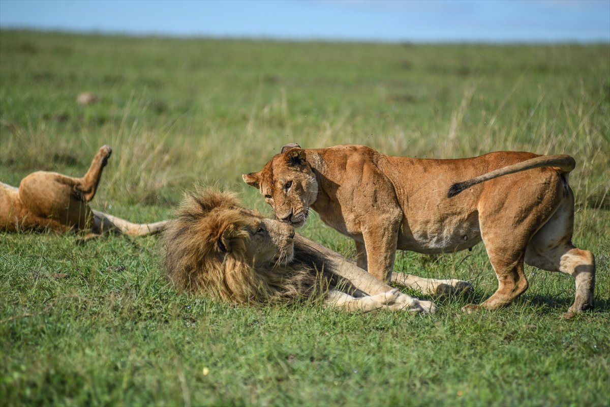 Kenya'daki Maasai Mara doğal yaşam alanına göç başladı