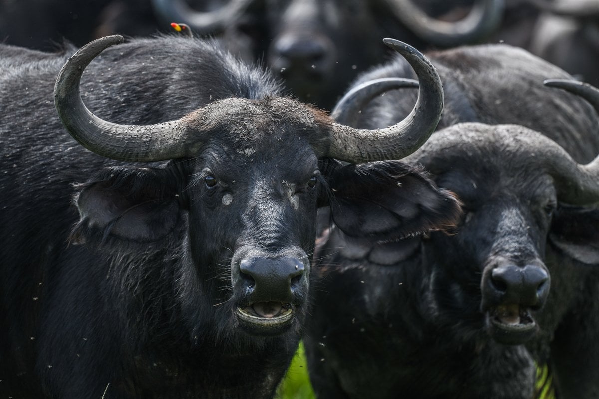 Kenya'daki Maasai Mara doğal yaşam alanına göç başladı