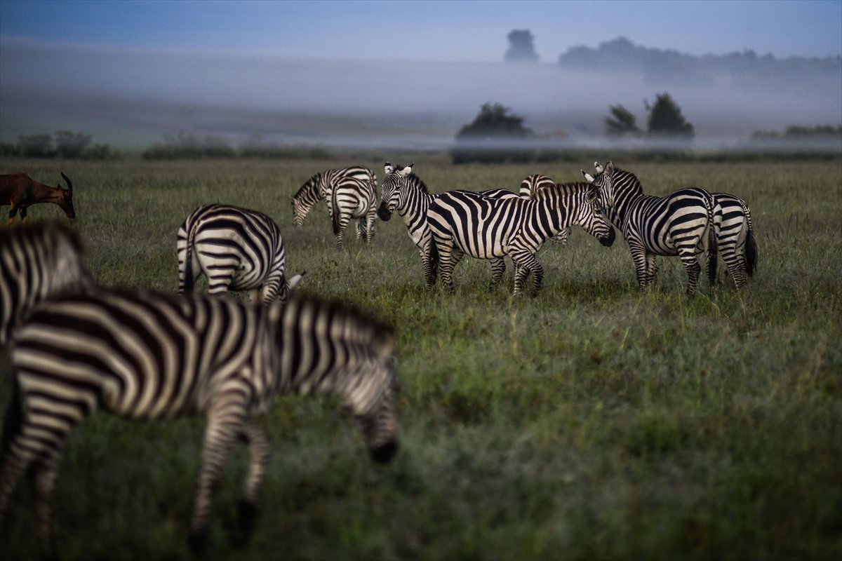 Kenya'daki Maasai Mara doğal yaşam alanına göç başladı