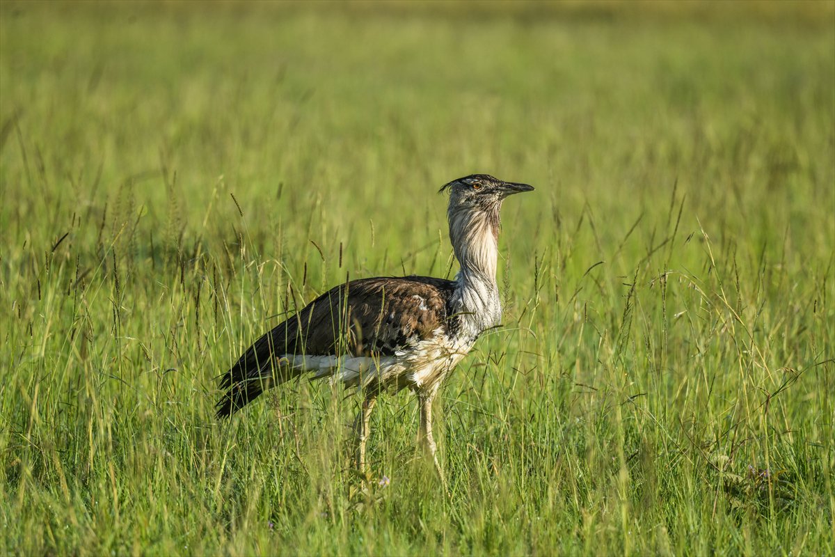 Kenya'daki Maasai Mara doğal yaşam alanına göç başladı