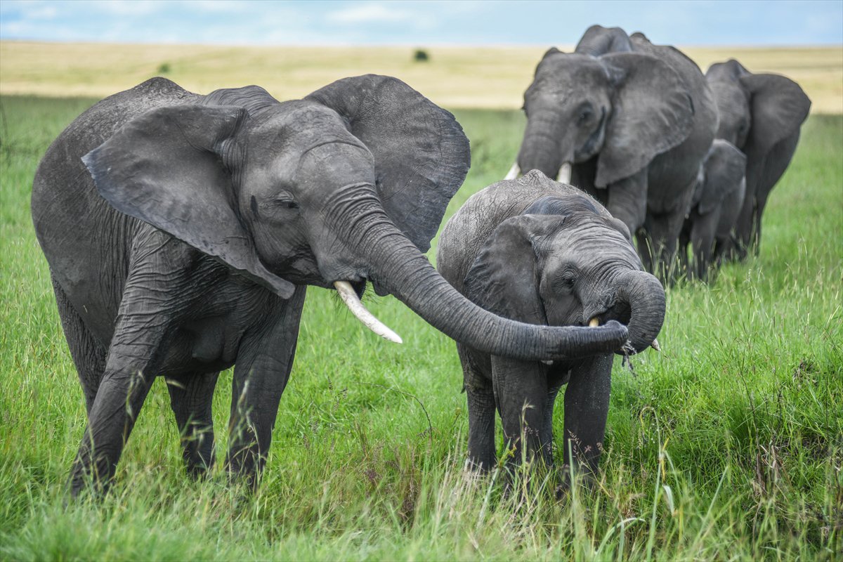 Kenya'daki Maasai Mara doğal yaşam alanına göç başladı
