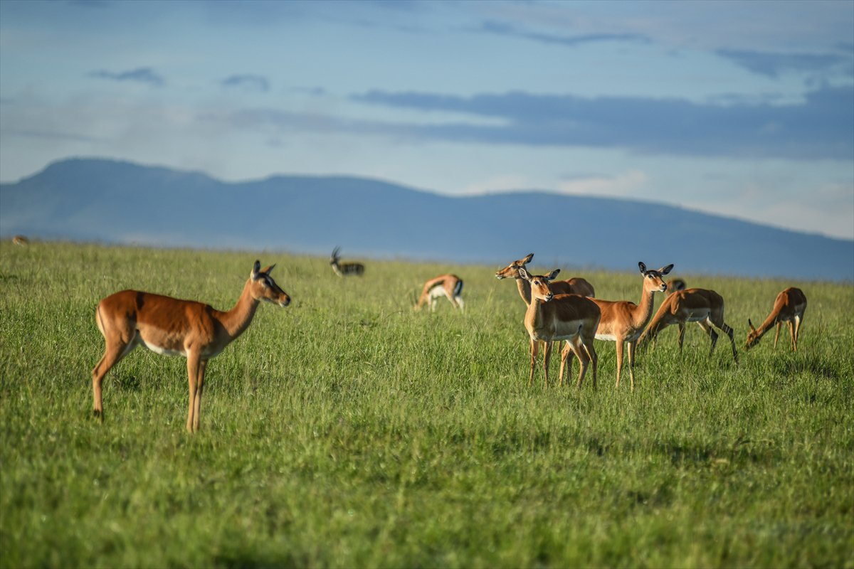 Kenya'daki Maasai Mara doğal yaşam alanına göç başladı