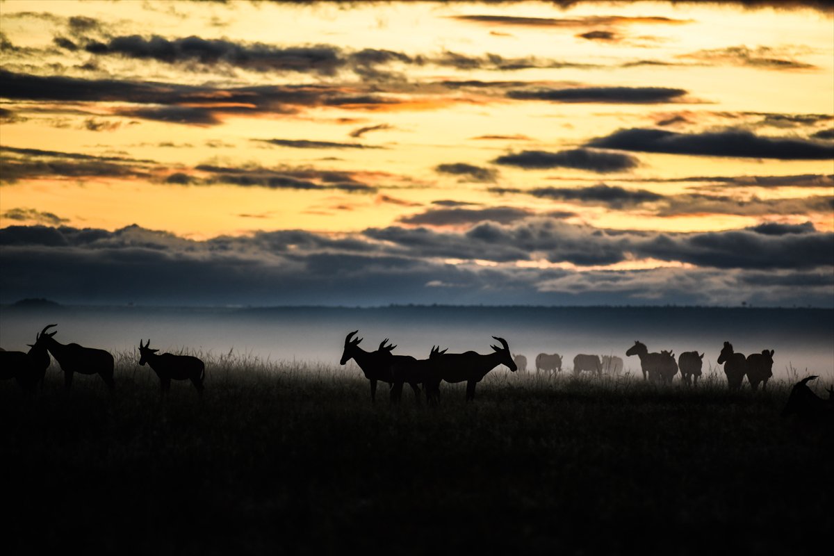 Kenya'daki Maasai Mara doğal yaşam alanına göç başladı