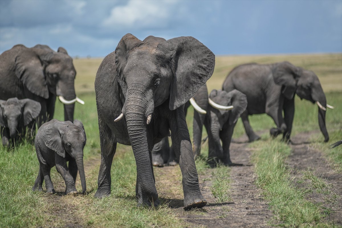 Kenya'daki Maasai Mara doğal yaşam alanına göç başladı