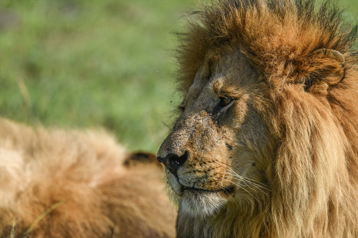 Kenya'daki Maasai Mara doğal yaşam alanına göç başladı