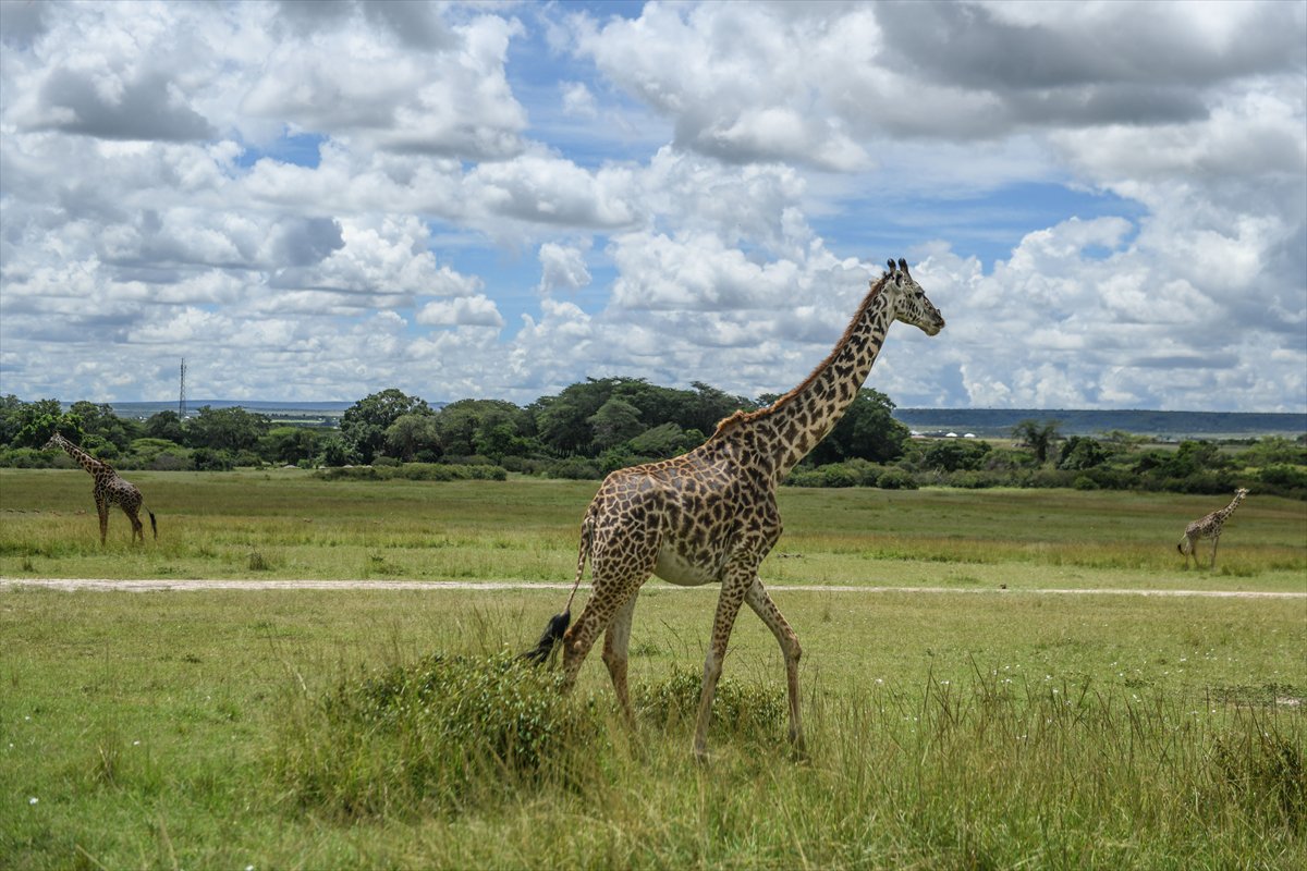Kenya'daki Maasai Mara doğal yaşam alanına göç başladı
