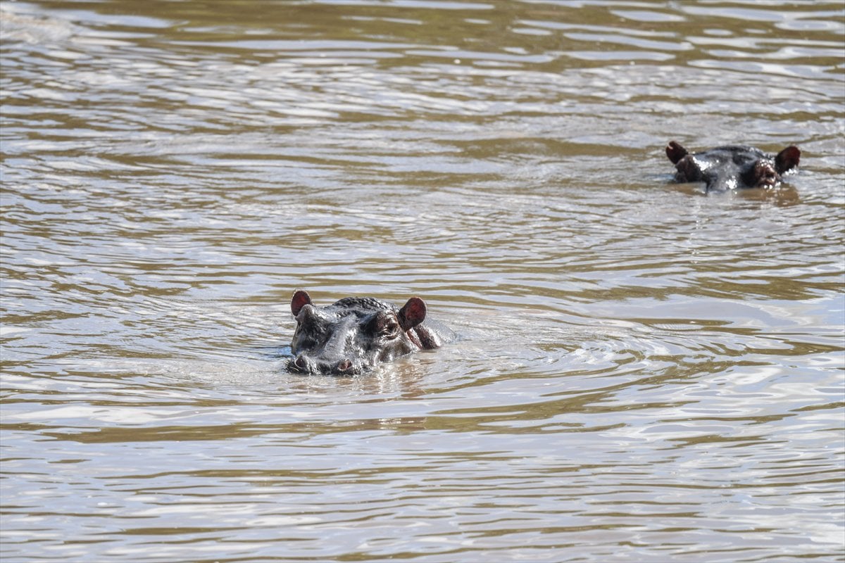 Kenya'daki Maasai Mara doğal yaşam alanına göç başladı