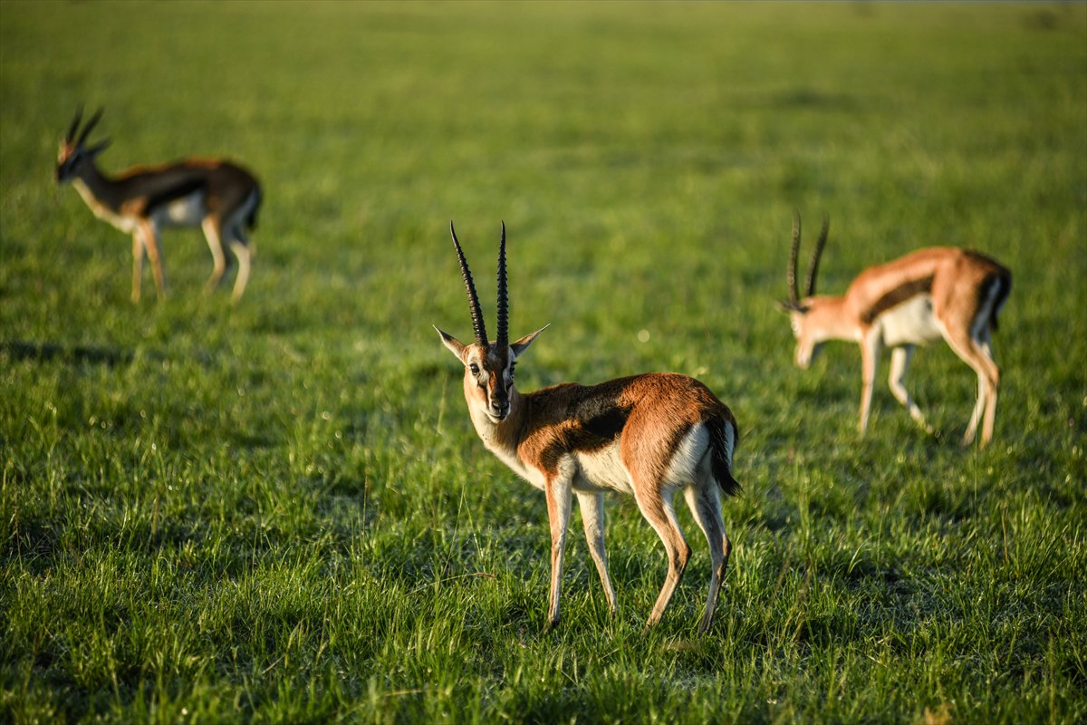 Kenya'daki Maasai Mara doğal yaşam alanına göç başladı