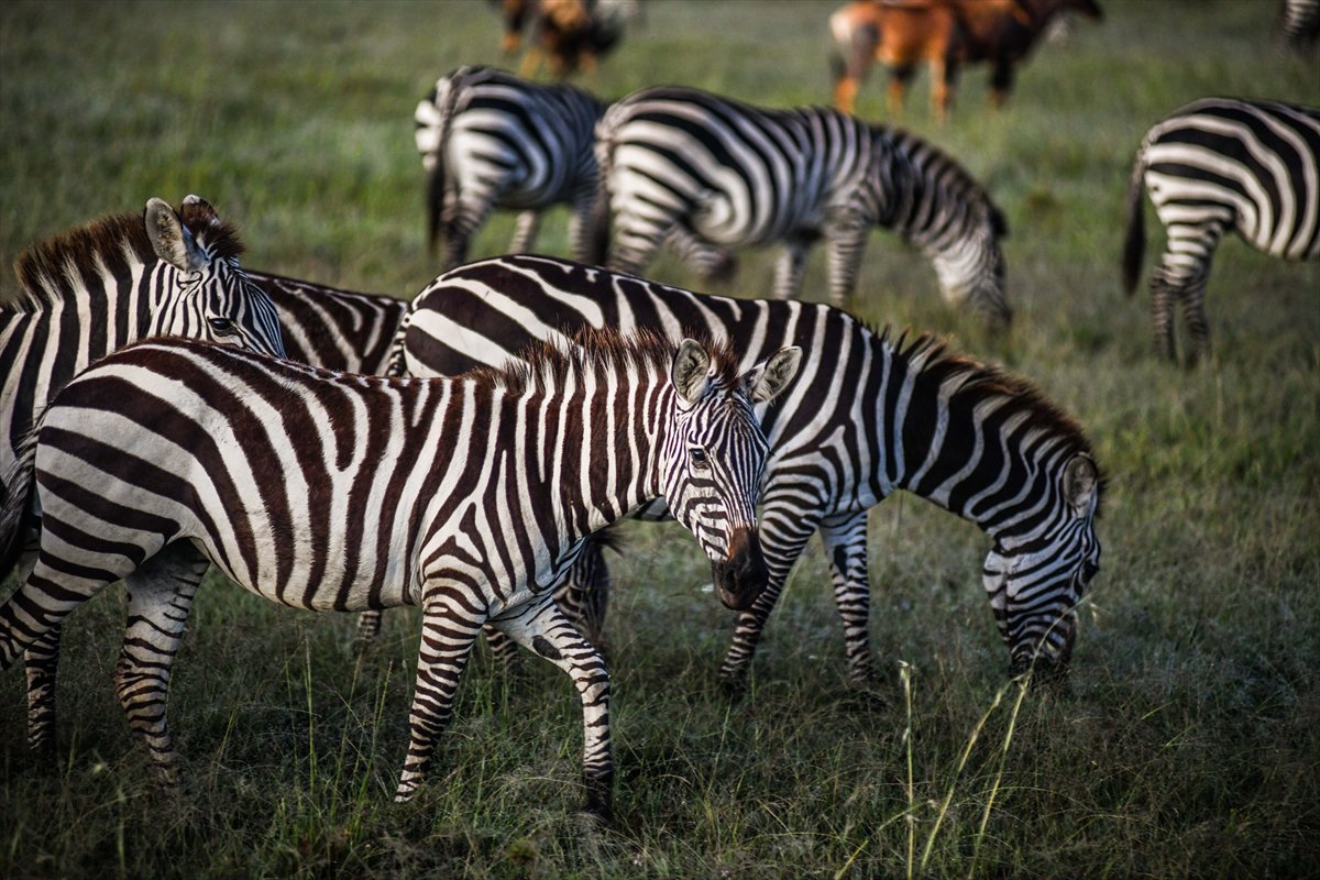 Kenya'daki Maasai Mara doğal yaşam alanına göç başladı