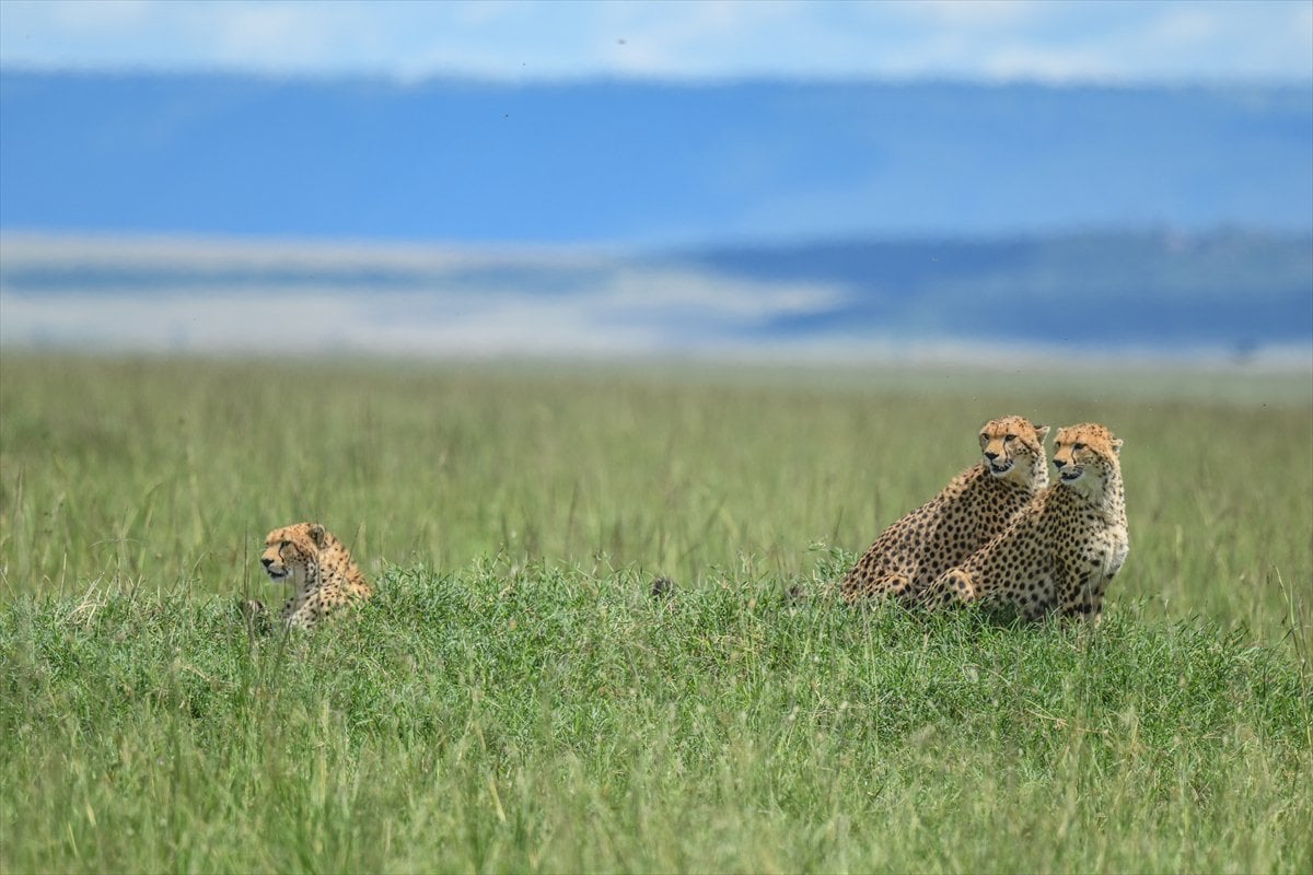 Kenya'daki Maasai Mara doğal yaşam alanına göç başladı