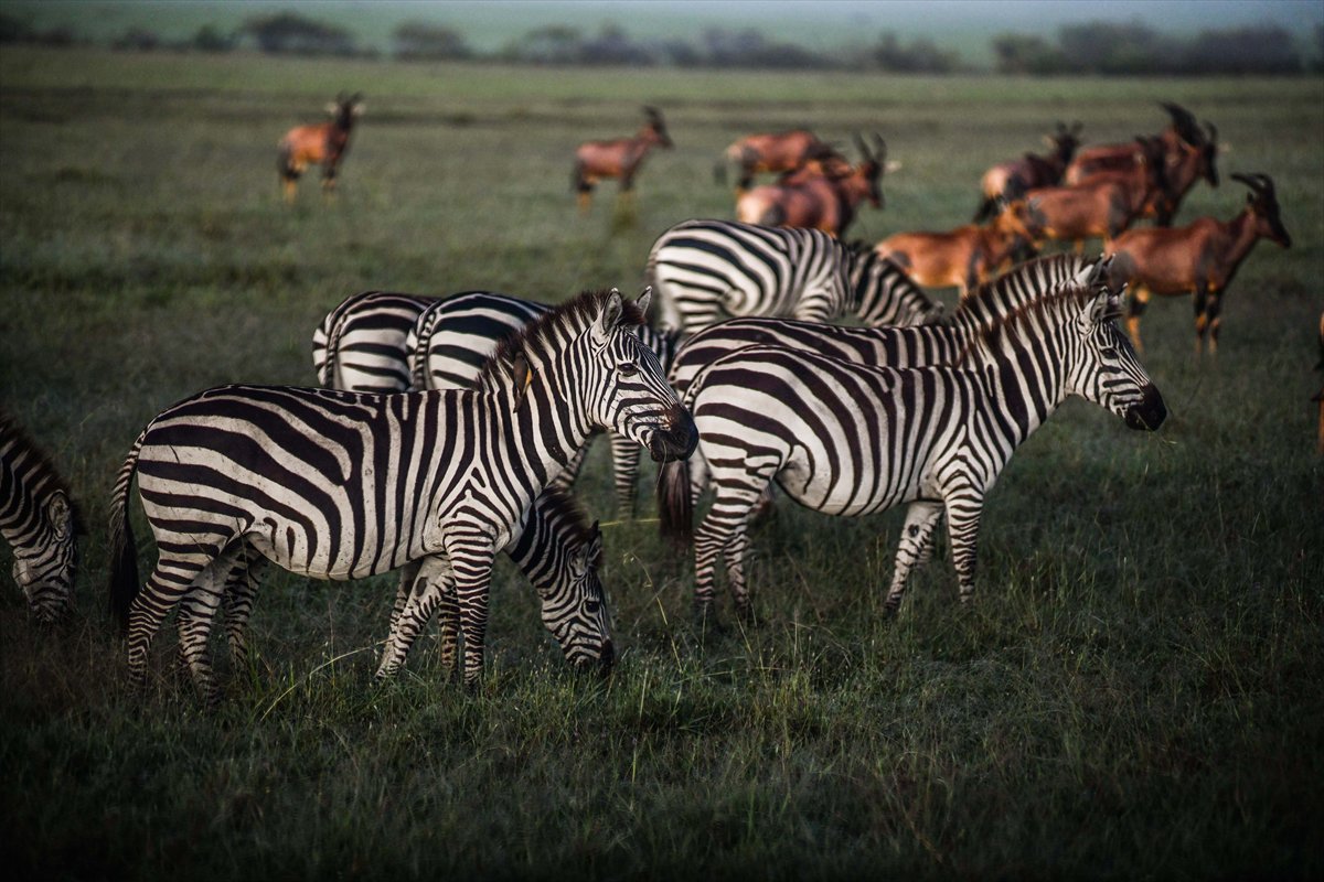 Kenya'daki Maasai Mara doğal yaşam alanına göç başladı