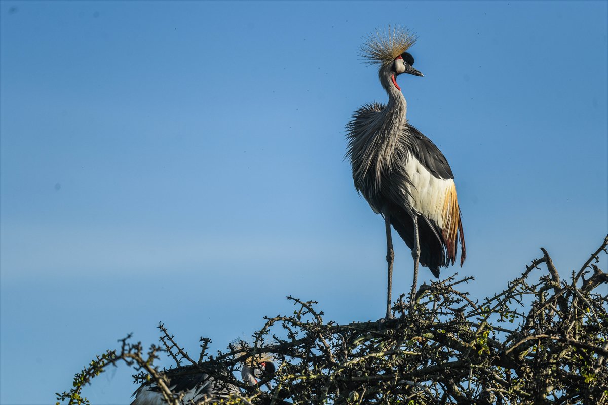 Kenya'daki Maasai Mara doğal yaşam alanına göç başladı