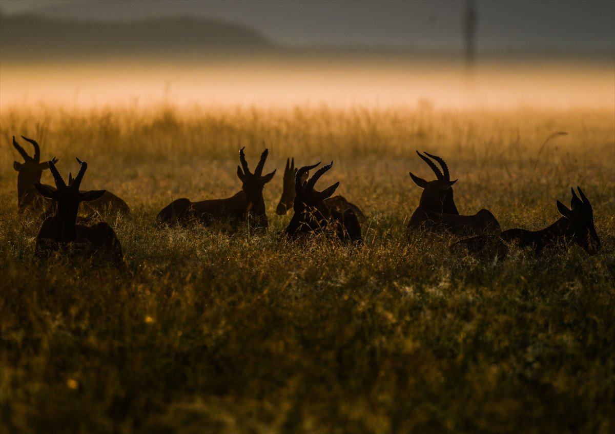 Kenya'daki Maasai Mara doğal yaşam alanına göç başladı
