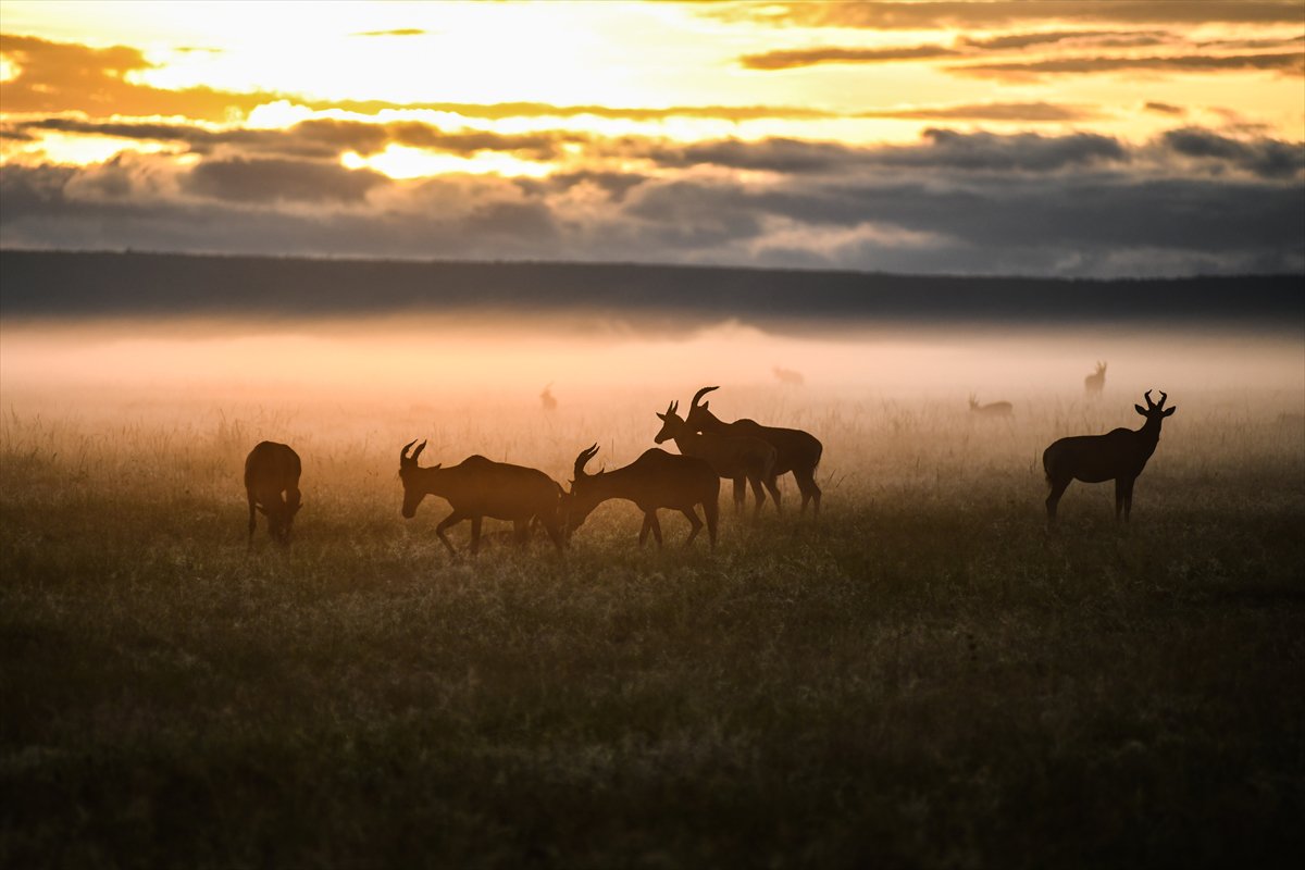 Kenya'daki Maasai Mara doğal yaşam alanına göç başladı