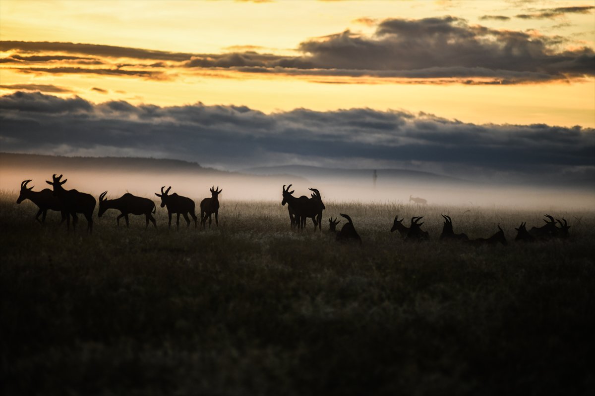 Kenya'daki Maasai Mara doğal yaşam alanına göç başladı