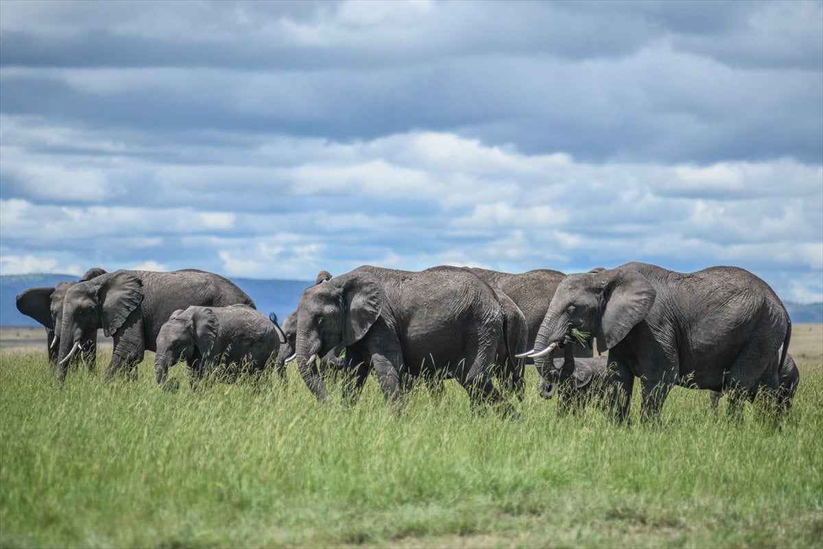 Kenya'daki Maasai Mara doğal yaşam alanına göç başladı
