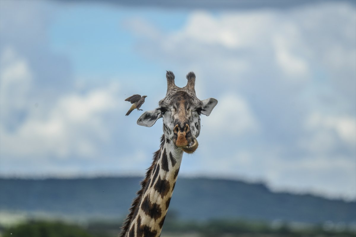 Kenya'daki Maasai Mara doğal yaşam alanına göç başladı